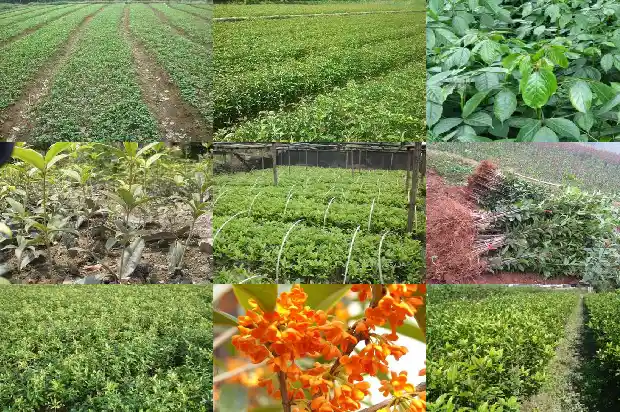 门口能栽桂花树吗风水好吗1690677368301
