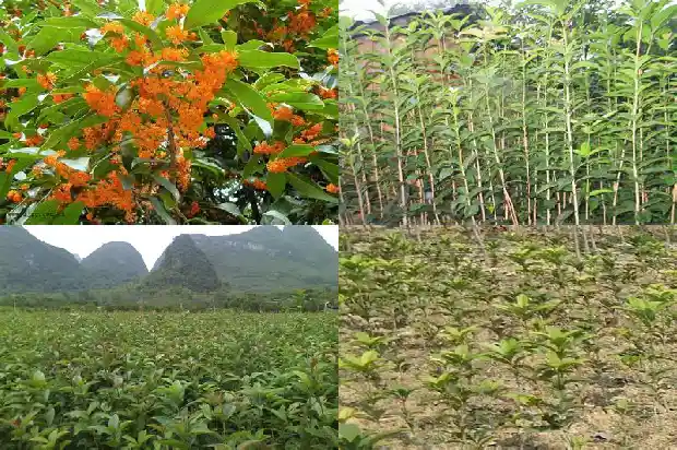桂花是一种什么样的植物1685753724523