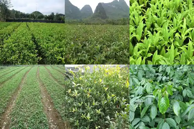桂花的意思是啥1685753734232