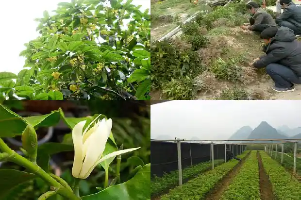 桂花有的什么有的什么有的什么有意思什么1685753757456