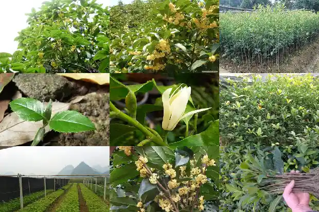 桂花的香味对人体有伤害吗知乎1689313056109