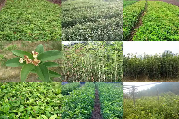 桂花的功效与作用菊花1689208277851
