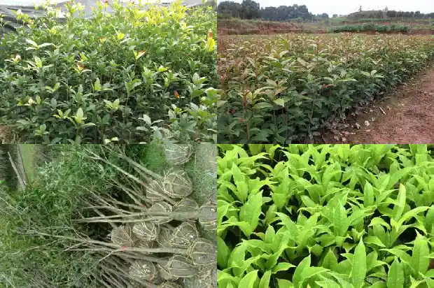 桂花什么什么什么四字成语1685753797938