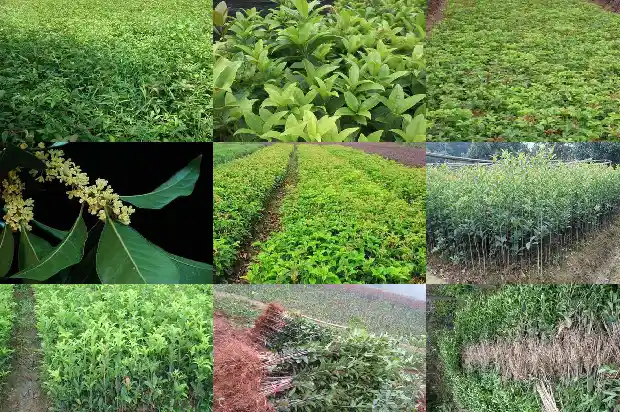桂花什么什么什么四字成语1685753797985