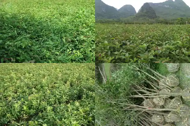 桂花在什么时间嫁接1688792907109