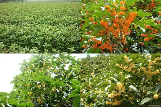 一什么的桂花1685753809943