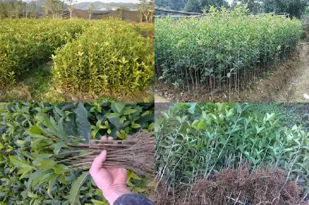 桂花是指什么1685753817192