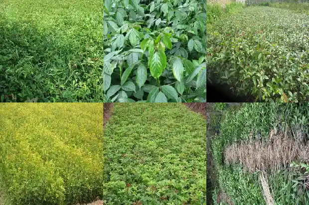 桂花多高开花1690158153718