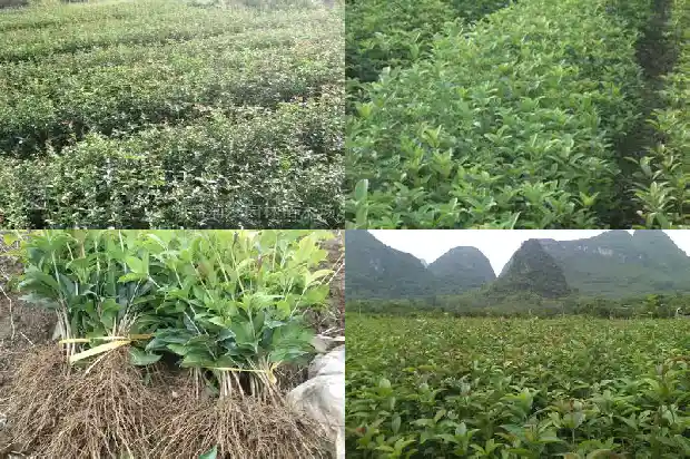 桂花称为花中什么1685753834414