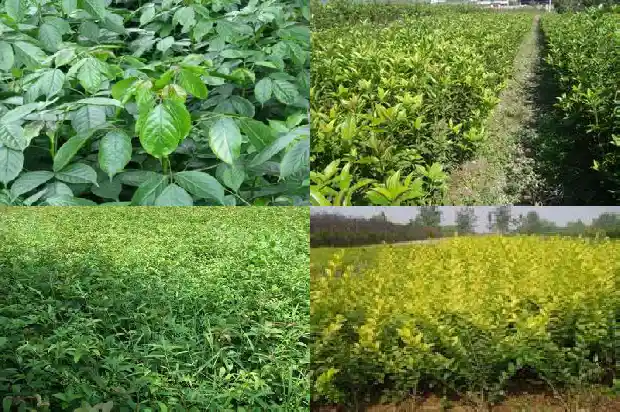 桂花里面是什么1685753841967