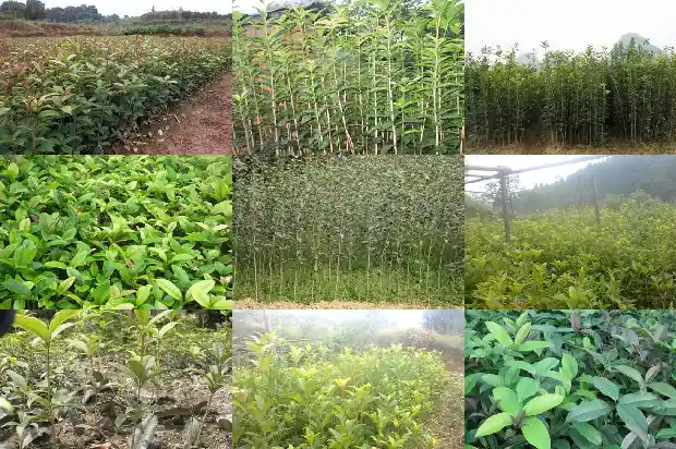 桂花与桂树的区别在哪里1688436342770
