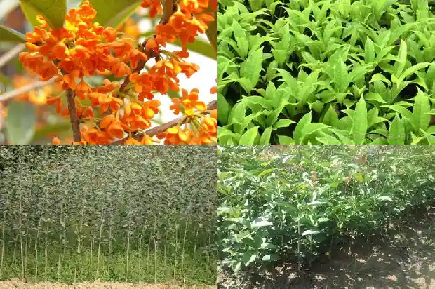什么是桂花?1685753923112
