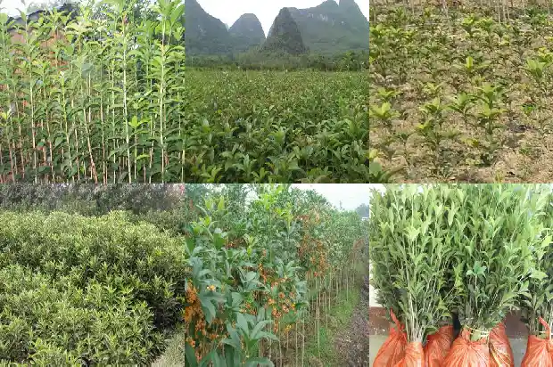 浙江桂花树苗最新价格行情1690591012787