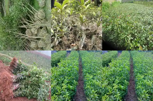 山桂花和桂花区别在哪1685753938296