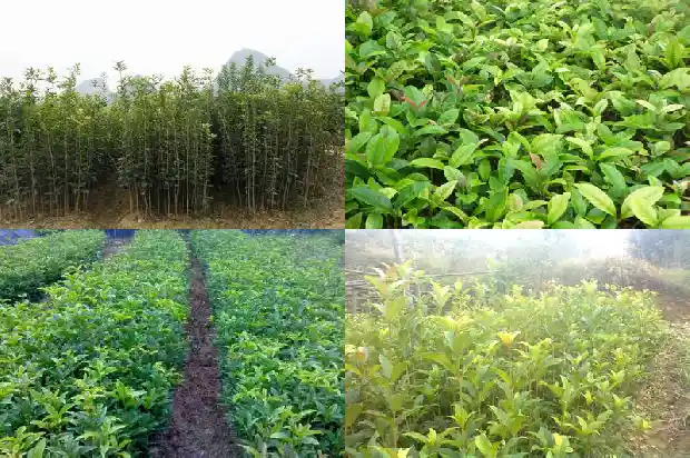 石山桂与桂花区别1685753945709