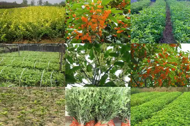 桂花与金桂花的区别1685753955204