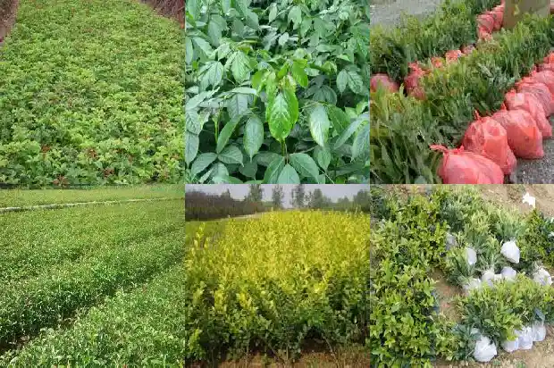 桂花与金桂花的区别1685753955251