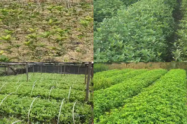 桂花与金桂花的区别1685753955298
