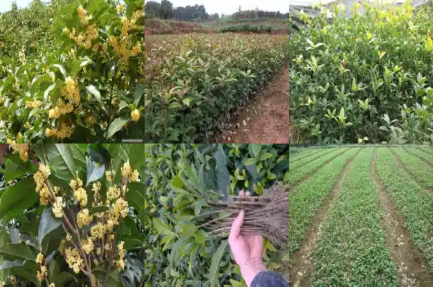 是桂树还是桂花树1685753964754