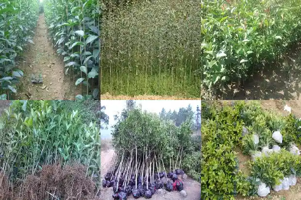 是桂树还是桂花树1685753964801