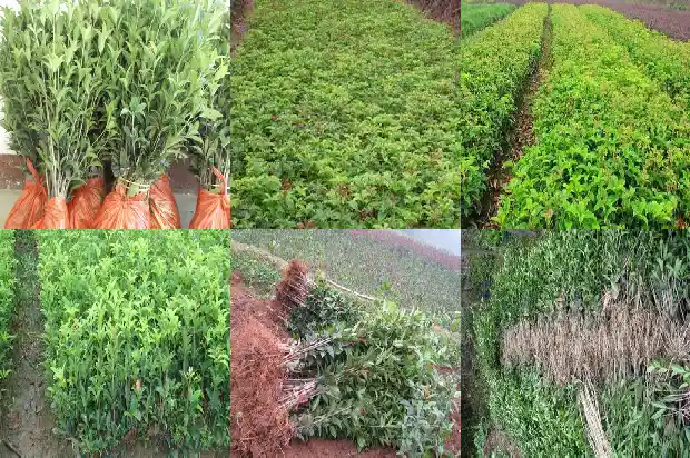 是桂树还是桂花树1685753964848