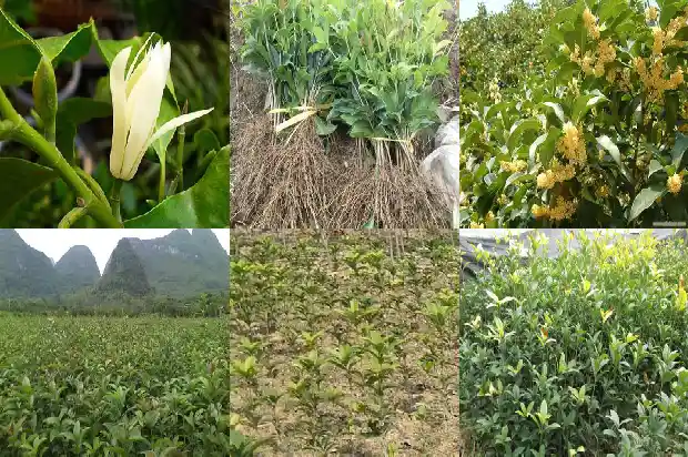 桂花树乔木1685753974226