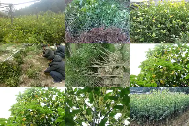 桂花的百科知识1685753983923