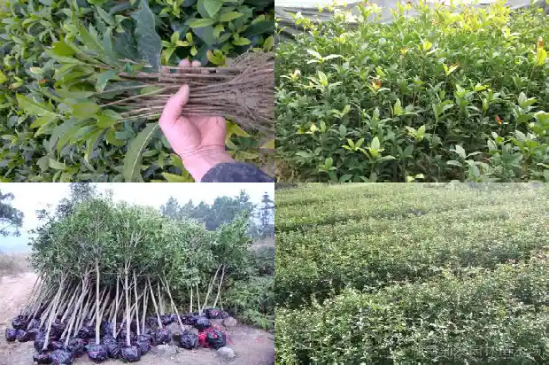 桂花的百科知识1685753983970