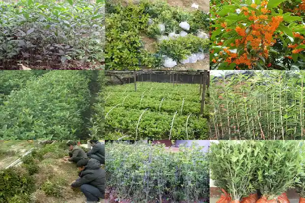 桂花的百科介绍1685753995438