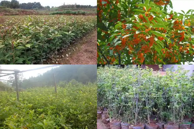 桂花的百科介绍1685753995485
