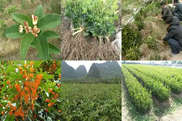 桂花的百科介绍1685753995579