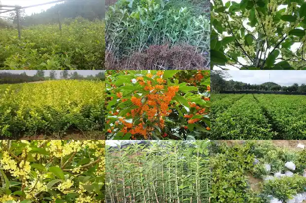 桂花生长在南方还是北方1685754005295