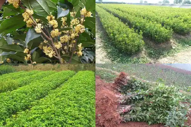 桂花生长在南方还是北方1685754005342