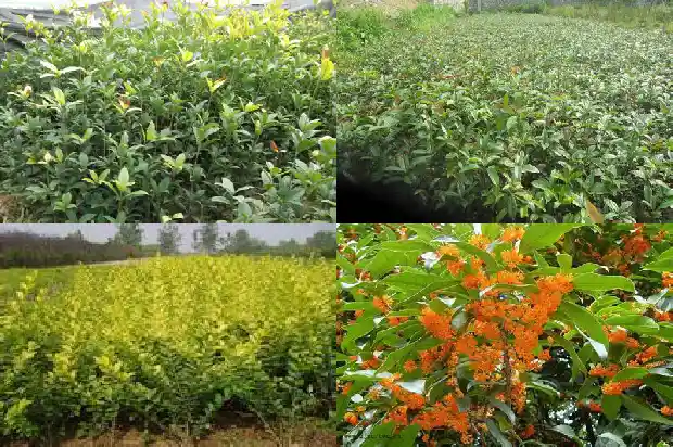 桂花生长在南方还是北方1685754005389