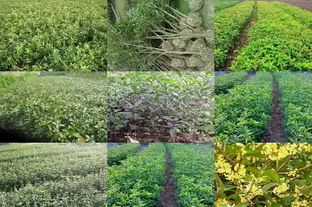 桂花分几种花1685754016874