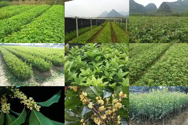 桂花分几种花1685754016921