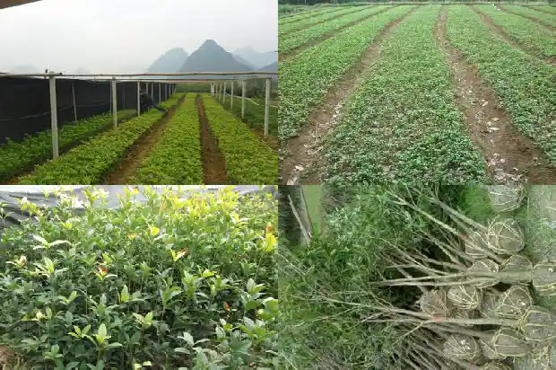 桂花分几种花1685754016968