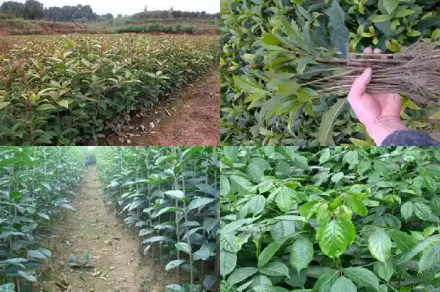 桂花分几种花1685754017016