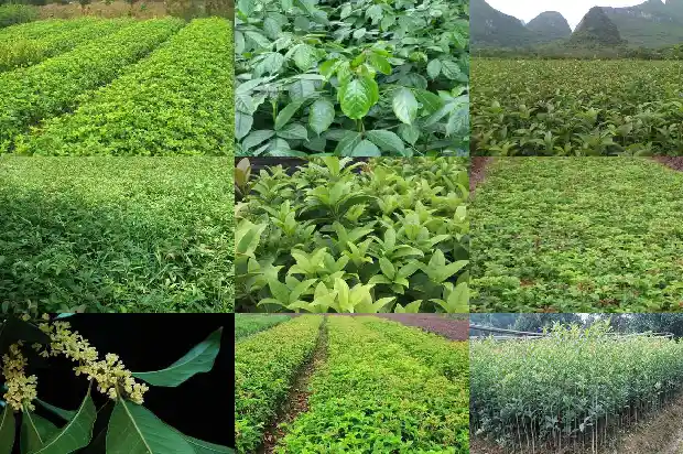 桂花有几个种类1685754024221
