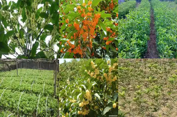 常见桂花种类1685754034196