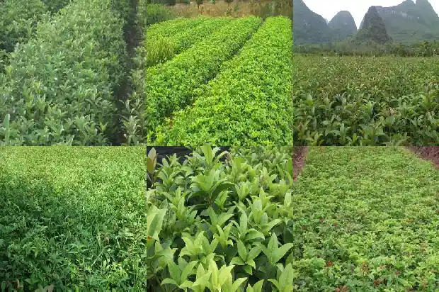 桂花品种怎样区分公母1685754044638