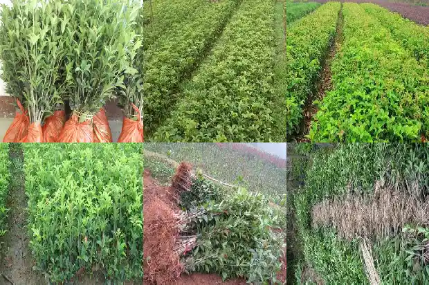 桂花是什么类的植物1685754063969