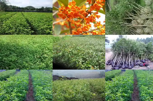 桂花是什么类的植物1685754064016