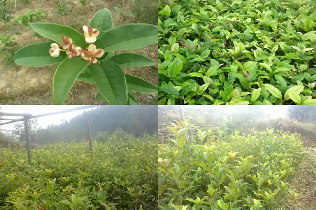 桂花是什么类的植物1685754064110