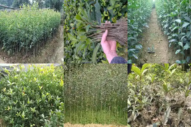 桂花是属于什么植物1685754075791