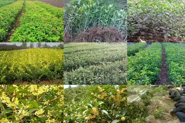 南充桂花树在什么地方卖1690591123367