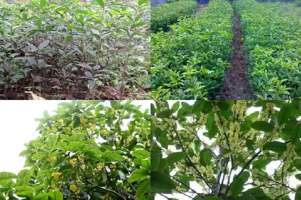 桂花是什么类别的植物1685754090889
