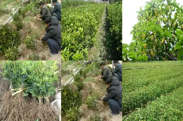 桂花是什么类别的植物1685754090936