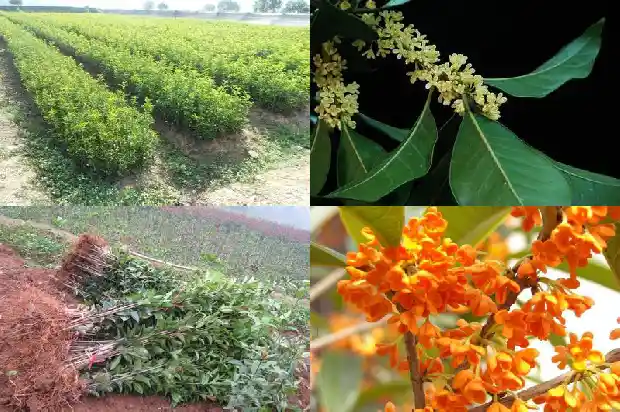 桂花是什么类型的花呢1685754107919