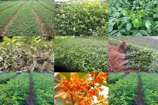 桂花是什么类型的花呢1685754107966